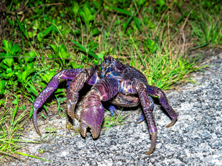 竹富島のヤシガニ（沖縄県竹富町）