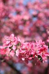 Apple tree blossoming against blue sky. Beautiful pink flowers of ornamental apple tree. Flowers close-up. Spring background. Blooming apple tree in the park. Peaceful nature background
