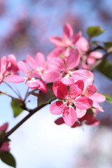 Fototapeta premium Apple tree blossoming against blue sky. Beautiful pink flowers of ornamental apple tree. Flowers close-up. Spring background. Blooming apple tree in the park. Peaceful nature background