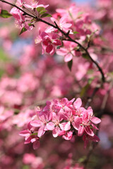Apple tree blossoming against blue sky. Beautiful pink flowers of ornamental apple tree. Flowers close-up. Spring background. Blooming apple tree in the park. Peaceful nature background