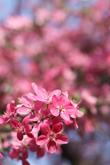 Apple tree blossoming against blue sky. Beautiful pink flowers of ornamental apple tree. Flowers close-up. Spring background. Blooming apple tree in the park. Peaceful nature background