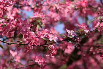 Apple tree blossoming against blue sky. Beautiful pink flowers of ornamental apple tree. Flowers close-up. Spring background. Blooming apple tree in the park. Peaceful nature background