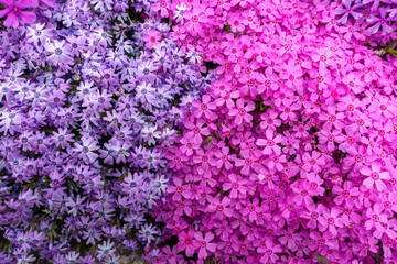 Vibrant floral background with a dense carpet of blooming purple and pink phlox flowers. Ideal for...