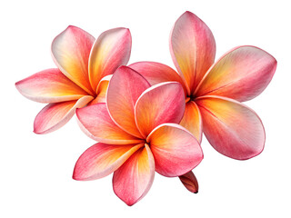 Fototapeta premium flower in bloom isolated on white background ai generated