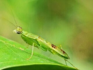 Green mantis on a leaf