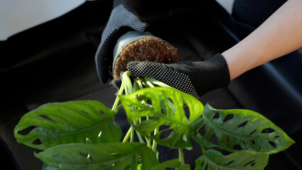 Gardener taking monstera monkey mask out of a pot on a sunny day