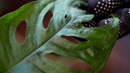 Close up view of a gardeners hand examining a leaf of monstera monkey mask