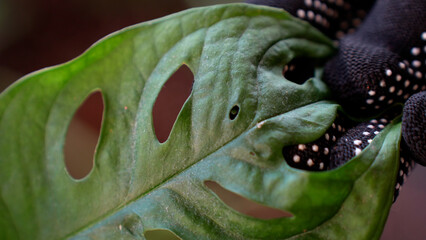Close up view of a gardeners hand examining a leaf of monstera monkey mask