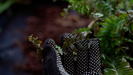 Gardener examining leaves of a monstera monkey mask