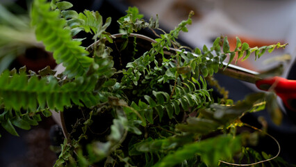 Gardener showing close up of dried up fern leaves