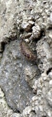 Caterpillar on a stone walls