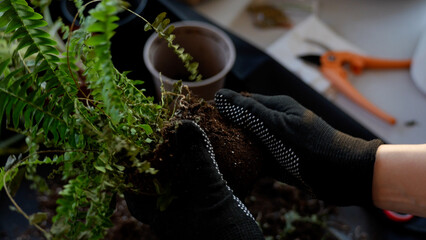 Gardener taking fern plant out of a pot