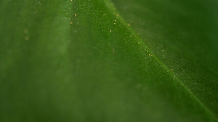 Close up view of very small thrips attacking a green monstera leaf