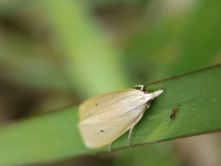 Moth on leaf