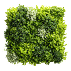 Obraz premium Green plant wall panno, cut out isolated on transparent or white background. A high resolution PNG image of Green plant wall panno, cut out.