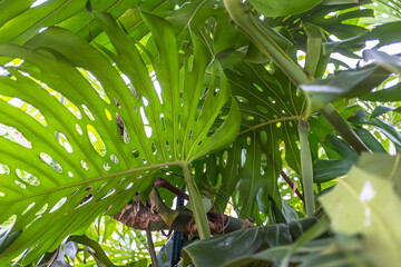 Feuilles géantes de philodendron monstera © Unclesam