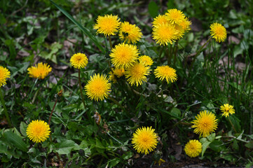 Yellow dandelion flowers on a cloudy day