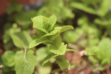Green Mint Plant Close Up