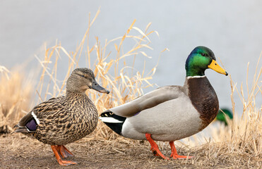 Hen and Drake Mallard Duck Mating Pair