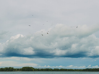 Overcast sky above green mangrove landscape
