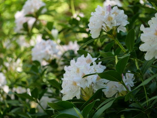 Różanecznik 'Cunningham's White' - Rhododendron 
