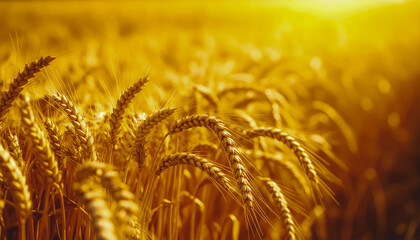 golden wheat field