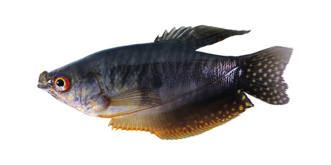 Sepat Rawa (Trichopodus Trichopterus) on transparent background