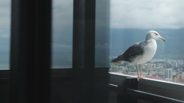Close-up of a seagull standing on a hotel balcony and peeking into the room, ready to snatch something. A funny travel scene and reminder to keep your belongings safe