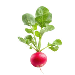 Fresh radish with vibrant green leaves isolated on Transparent background showcasing its natural beauty, radish isolated on PNG background