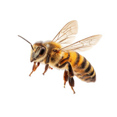 Honeybee in flight isolated on a transparent background