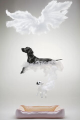 Dog angel wings cloud cremation pet loss grief animal memorial condolence funeral home pet care veterinary spiritual afterlife peaceful modern copyspace banner digital ad puppy died sad peaceful