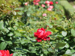 赤い薔薇の花が咲いている
