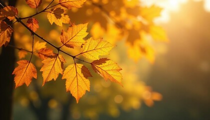 Golden beech leaves on branches, autumn sunlight , yellow, texture