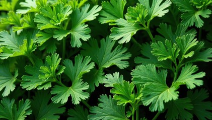Intricate parsley arrangement, showcasing leaf details , diet, foliage, spice