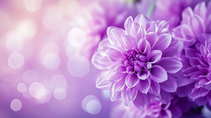 Obraz premium Beautiful Purple Dahlia Flowers in Soft Focus with Sparkling Bokeh on Pink and Lavender Background 