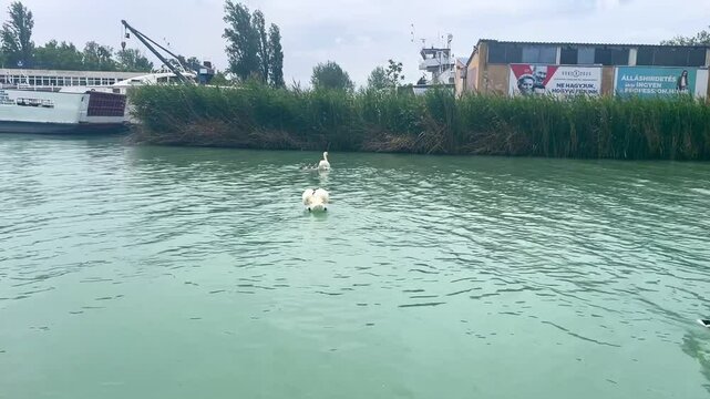 Swan family on Balafon lake in the city, spring