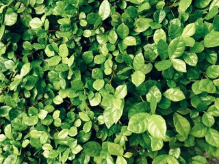 Fototapeta premium Close up green leaves background