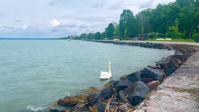 Swan on Balafon lake in the city, spring