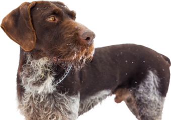 German hunting watchdog drahthaar, Beautiful dog portrait in winter