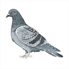 Pigeon Vector