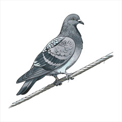 Pigeon Vector