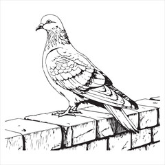 Pigeon Vector