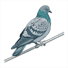 Pigeon Vector