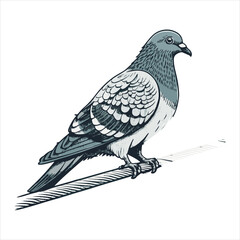 Pigeon Vector