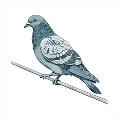 Pigeon Vector
