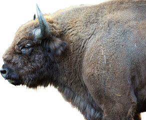 European bison - Bison bonasus .in the Moldavian reserve. © Mountains Hunter