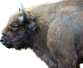 European bison - Bison bonasus .in the Moldavian reserve.