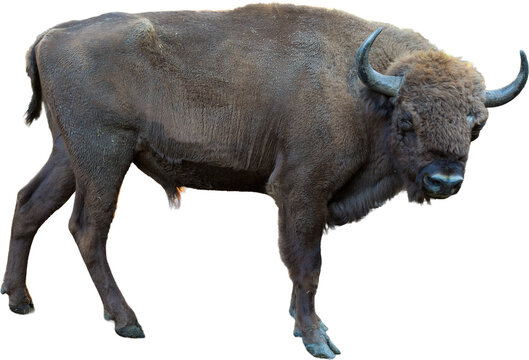 European bison - Bison bonasus .in the Moldavian reserve.