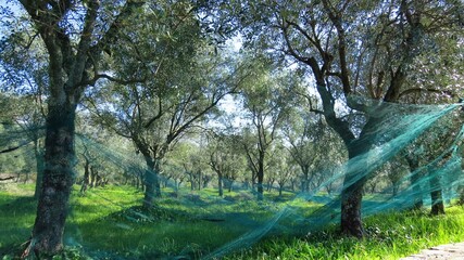 reti per raccogliere le olive