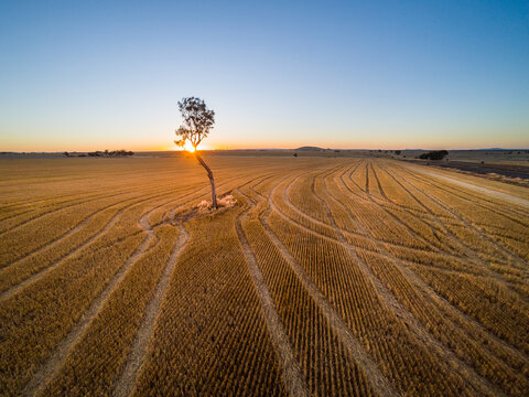 The sun setting behind a solitary tree in a harvested paddock
